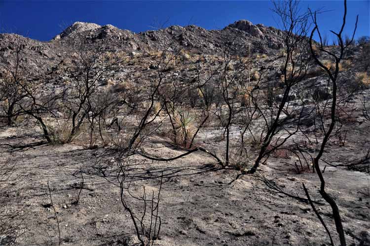 burn area